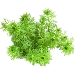 DENNERLE Wasserpflanzen-Set "100 L Basic" -Tierbedarf Fach Geschäfte 0205ffc5da597930c66c18d5922dd722706ff4e7 a47b74ae5710ca485c464947113836fec14cd856