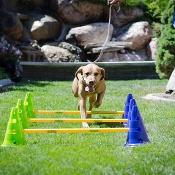 Altranet Caninegym Dog Agility Kit 2 Altranet Caninegym Dog Agility Kit – Bild 2