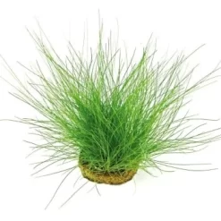 DENNERLE Wasserpflanzen-Set "100 L Basic" -Tierbedarf Fach Geschäfte 1598b356910b8ccbf55e2826552e83c3c67e2cd6 10bb1b968d4c5791d1dffef55eca116f9b3a13f0