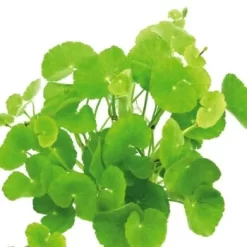 DENNERLE Wasserpflanzen-Set "100 L Basic" -Tierbedarf Fach Geschäfte 1b1bf41f19855fc6c95fe1af4e5be70bb164c896 570e13a561501d074d044f4c27218c752dbb6344