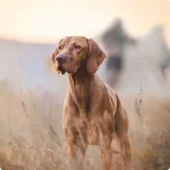 REAL NATURE Senior Lamm & Kalb 6x800 G 7 REAL NATURE Senior Lamm & Kalb 6x800 G -Tierbedarf Fach Geschäfte 2a7e6cb20be89e03efc3fb044f52385d1267f3cd 1314110 de DE Real Nature Original Dog bild 1