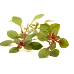 DENNERLE Wasserpflanzen-Set "100 L Basic" -Tierbedarf Fach Geschäfte 337595eeae09ab2d806d714cd42e085eb4322c4b 3604e2dc19b7ac14d5537c3df07cdfcd9c7b5684