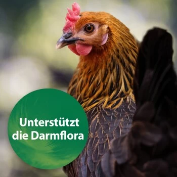 Quiko Spirulina 250 G 2 Quiko Spirulina 250 G – Bild 2