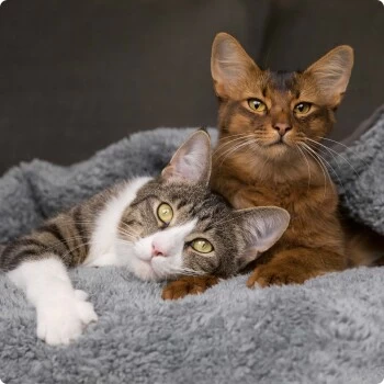 SELECT GOLD Adult Classic Fit 12x85 G 3 SELECT GOLD Adult Classic Fit 12x85 G – Bild 3