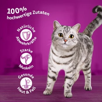 Whiskas Mega Pack 1+ Klassische Auswahl In Sauce 40 X 85g 4 Whiskas Mega Pack 1+ Klassische Auswahl In Sauce 40 X 85g – Bild 4
