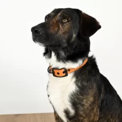 THE DOG IDEA Biothane Halsband Peach Schwarz S -Tierbedarf Fach Geschäfte 60b17b09ebe3d4cc1ba930b08c46f940746cb1fd 1679210 de DE 143bd97d5dfb6fc8995ab09f79c3a876891e8a9fhDOq9K