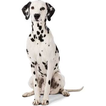 MORE Liegeplatz Karo LOOKS By Wolfgang Joop M 4 MORE Liegeplatz Karo LOOKS By Wolfgang Joop M – Bild 4