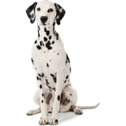 MORE Liegeplatz Cord LOOKS By Wolfgang Joop M -Tierbedarf Fach Geschäfte 6828406bf5c097465ec912985de2b95c60385f12 1410461 3