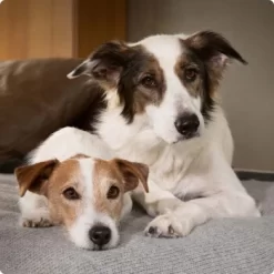 SELECT GOLD Sensitive Maxi Junior Lamm/Lachs/Kartoffel 4 Kg -Tierbedarf Fach Geschäfte 6abb6915af23c615d0cf74853b0a3bb663e7931c 1096086 de DE 4 Select Gold Dog