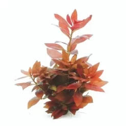 DENNERLE Wasserpflanzen-Set "30L Start" -Tierbedarf Fach Geschäfte 7c0610c9ff07559b0fa39acf42c03cbb5c948159 0636c182e015207853959ad2935716d7c756b832