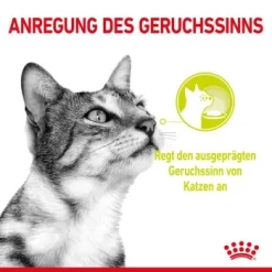 ROYAL CANIN SENSORY Smell In Gelee Für Wählerische Katzen 12x85g -Tierbedarf Fach Geschäfte 8189732b9ae1a398fb4fb109d95a4bf54f9ea43e e98d42f060ba951a9dc658034746788da77dfcfd