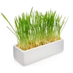 Canadian Cat Company Futterbar Cat Diner -Tierbedarf Fach Geschäfte 826fd086574d64d46c2802167da1bfdae7b147ec 1345694 de DE b3d7c26a7588f99653da66172f4236f4bcef6045zlgKlp