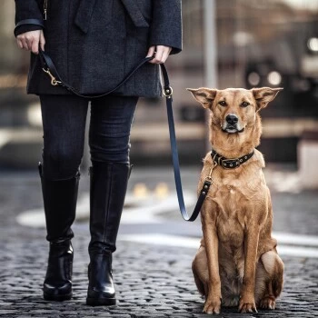 THE DOG IDEA Biothane Hundeleine Gold Schwarz 4 THE DOG IDEA Biothane Hundeleine Gold Schwarz – Bild 4