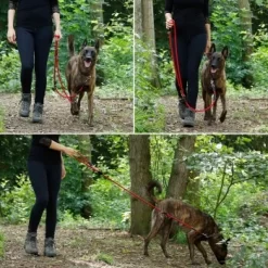 Lionto Verstellbare Hundeleine, Doppelleine Rot 6 Lionto Verstellbare Hundeleine, Doppelleine Rot -Tierbedarf Fach Geschäfte 8c6b95f51afd875b50139ee3dd5d422273f2df42 1657929 de DE 39de6082ed53c131f8cd133ce695479f146a7950JCms5W