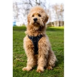 Fressnapf Tracker Pathfinder Geschirr Set S -Tierbedarf Fach Geschäfte 95fb3d1835f9b47b6bafba0cf238225b5e5c9b2f 1409260 1