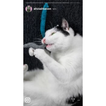 Kater Kasimir 3 Handgerollte Filzwürmchen Aus Schurwolle + 1 Mini-Flasche Katzenminze-Spray 5 Kater Kasimir 3 Handgerollte Filzwürmchen Aus Schurwolle + 1 Mini-Flasche Katzenminze-Spray – Bild 5