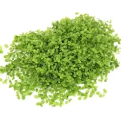 DENNERLE Wasserpflanzen-Set "100 L Basic" -Tierbedarf Fach Geschäfte b71251ed1d73e415e6754996d78edd669cb5e926 ca4b9a1365826d39d38036b46d17b9f3c7a28827