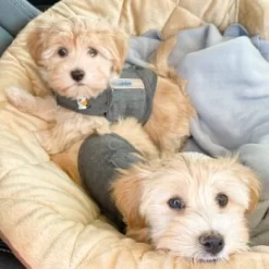 Thundershirt Beruhigungsweste Grau XS -Tierbedarf Fach Geschäfte b73ccfbb685e050e9f2290d960047b91d2dcc354 1102942 3