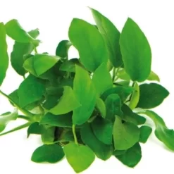 DENNERLE Wasserpflanzen-Set "30L Start" -Tierbedarf Fach Geschäfte bb7e9d77c046de07c0f2e4500da098b2a66d657f b0685e691e998097029009e7e4040bde8daba7d0