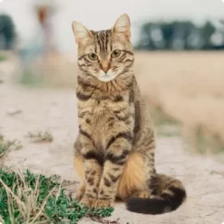 REAL NATURE Original Adult 2kg Kaninchen & Huhn -Tierbedarf Fach Geschäfte bc56b458619aa86240780c2f64ff928db9b8da6b 1246887 de DE Real Nature Original Cat Bild