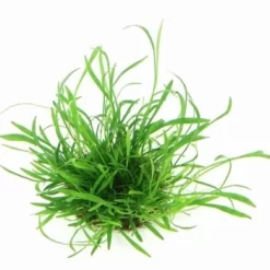 DENNERLE Wasserpflanzen-Set "100 L Basic" -Tierbedarf Fach Geschäfte c0290522f98f09ba738a631493a2868ae2d06c9f 50345e948b073844d5159c5a2db2c79c3a18b5a2