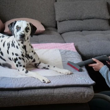 THOMAS AQUA+ Pet & Family 7 THOMAS AQUA+ Pet & Family – Bild 7