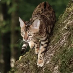 REAL NATURE Wilderness Gefriergetrocknete Hühnermägen 6x15g -Tierbedarf Fach Geschäfte d8d56532a72718c4b32c66c9dab67dcaff97d3de 1265729 de DE Real Nature Wilderness Cat Bild 1