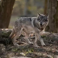 REAL NATURE WILDERNESS Junior True Country Huhn & Lachs 6x800 G -Tierbedarf Fach Geschäfte d8df16d01d44eca47dceb4029baf88ff4ded8402 1248542 de DE Real Nature Wilderness Dog bild 1