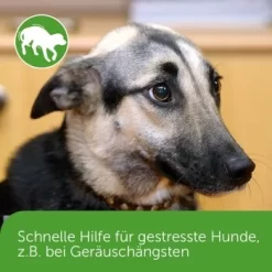 ADAPTIL Chew 30 Stück Anti Stress Snack 13 ADAPTIL Chew 30 Stück Anti Stress Snack -Tierbedarf Fach Geschäfte dd1f44620defd2e7a86c6271361fb23975f08b2f 1374744 3