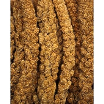 JR Farm Gelbe Kolbenhirse 1,5 Kg 3 JR Farm Gelbe Kolbenhirse 1,5 Kg – Bild 3