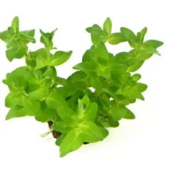 DENNERLE Wasserpflanzen-Set "30L Start" -Tierbedarf Fach Geschäfte fbe8acee562b15a9972675c6ca3a91f581c26865 6cb3d0c7e8419967d077c05883500095339191c4